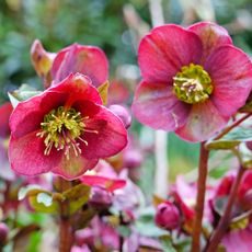 Pink hellebores growing in garden