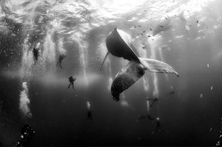 Underwater photograph of a whale taken by Anuar Patjane Floriuk.