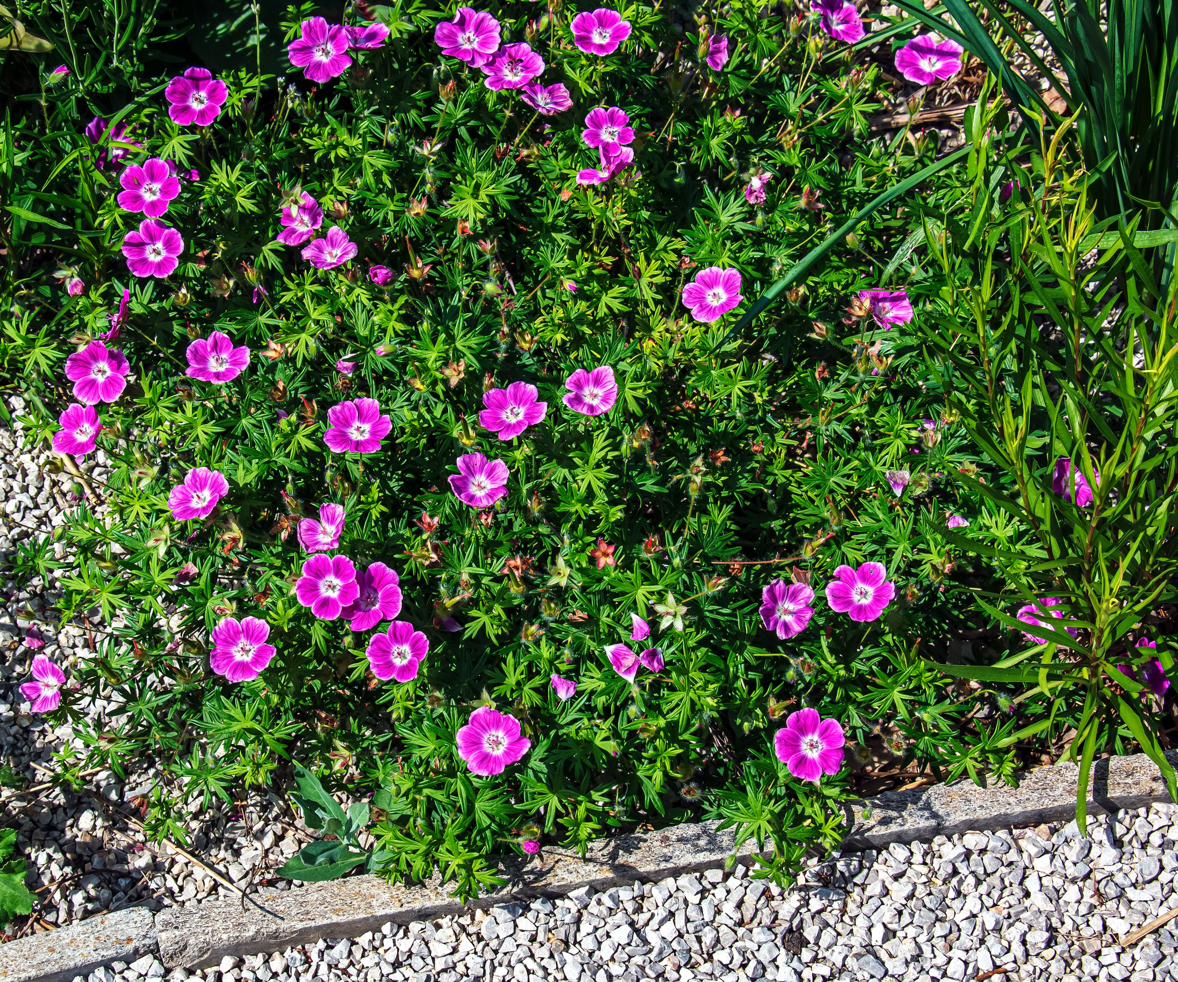 bright pink hardy geranium flowers growing along gravel pathway