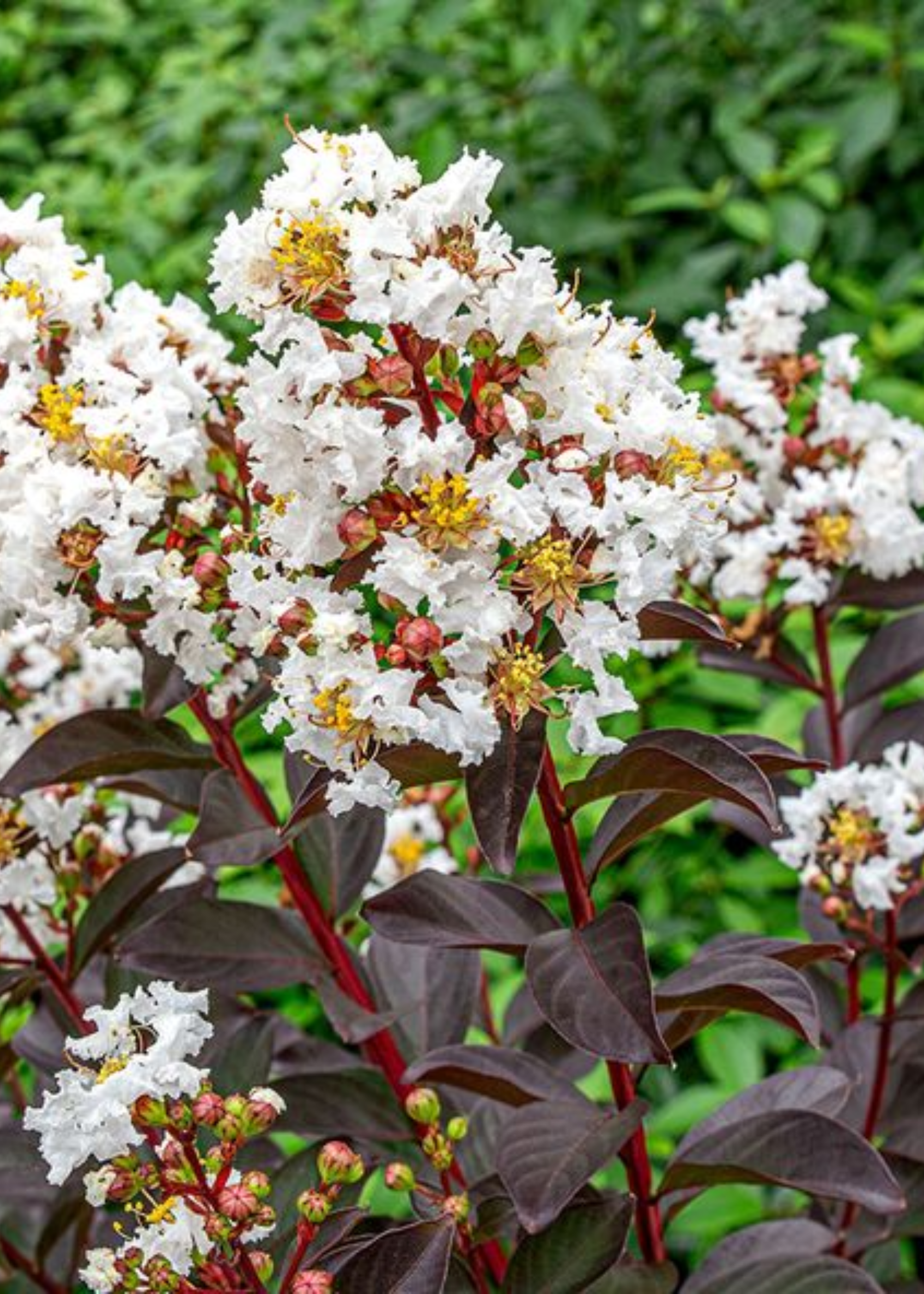 A close-up of a crepe myrtle tree