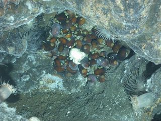 New gastropod (snail) at Antarctic vent.