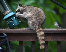 A titmouse eyes a raccoon that is breaking into a bird feeder.