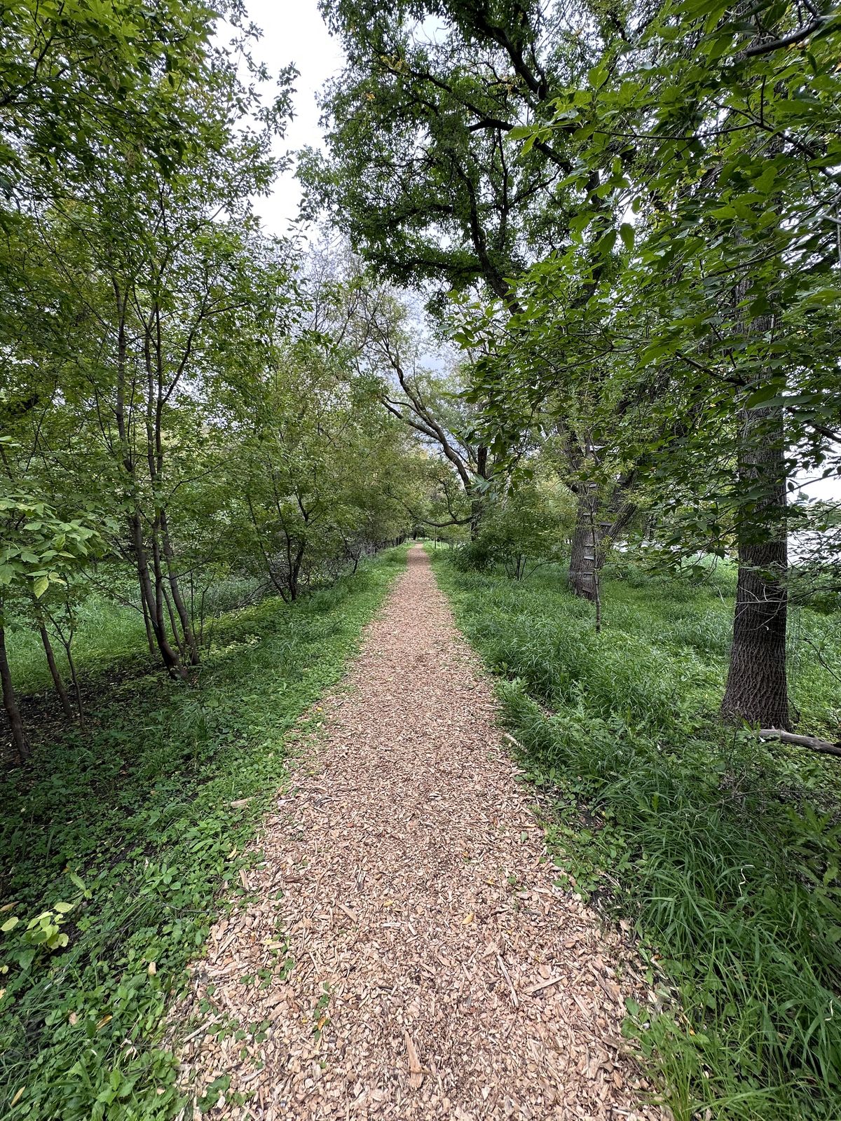 Path in woods taken on iPhone 14 Pro