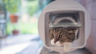 A cat peeking through one of the best microchip cat flaps
