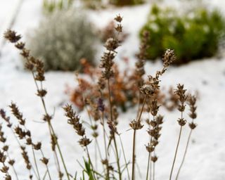 lavender in winter