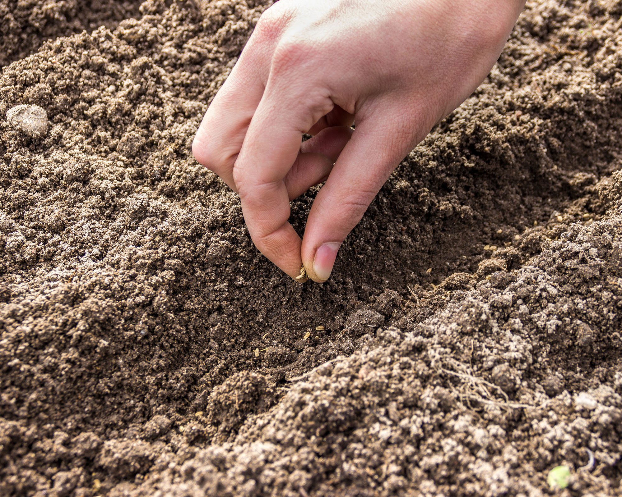 A hand sows carrot seeds into a drill in prepared garden bed