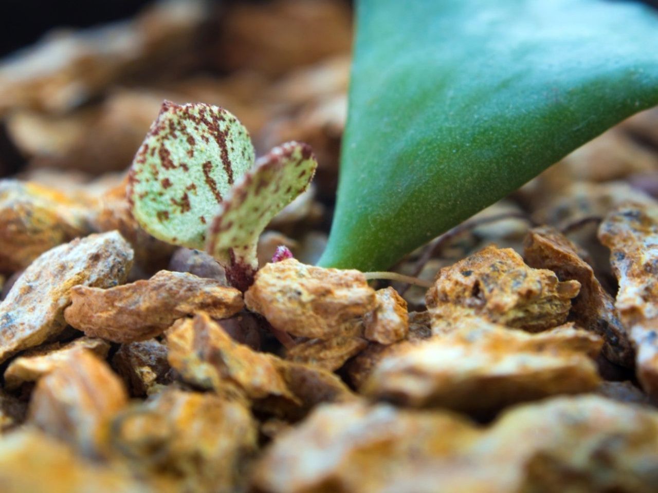 Small Crinkle Leaf Plant