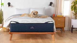 best mattress in a box: image shows the DreamCloud Luxury Hybrid bed in a box placed on a wooden bedframe with a golden labrador lying on top
