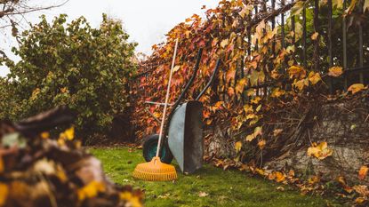 A garden in October with a wheelbarrow and rake