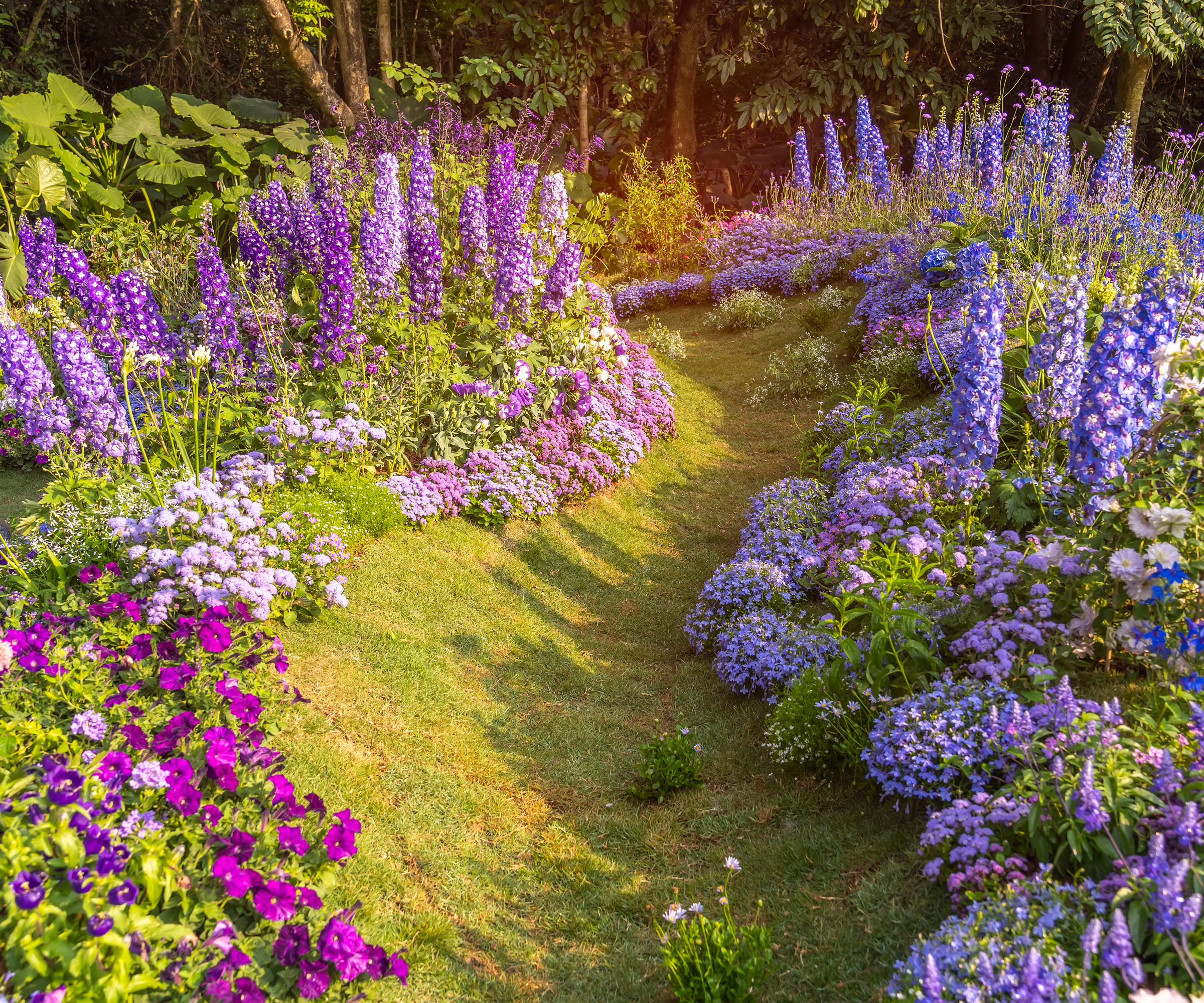 curved border with delphiniums