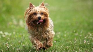 Australian Silky Terrier