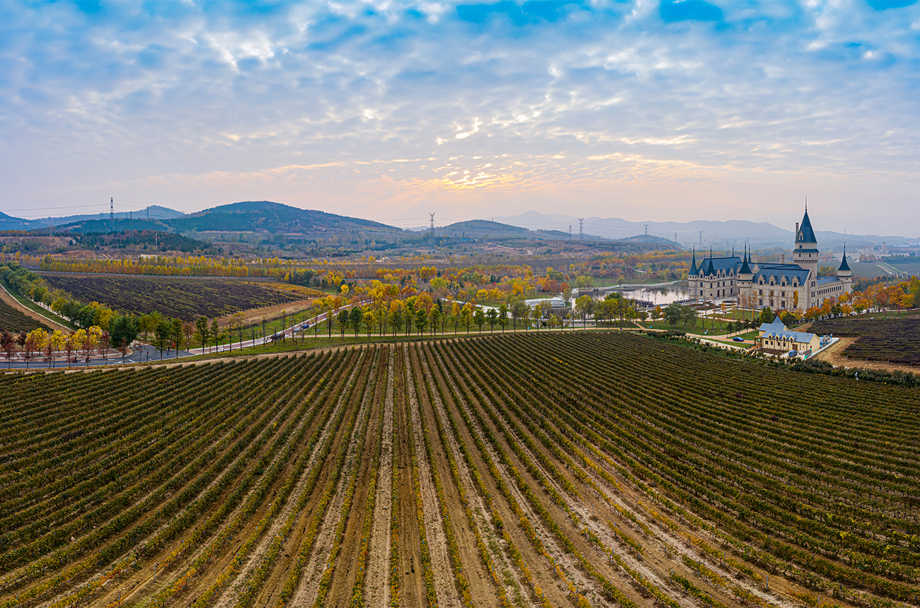 Vineyard-of-Chateau-Tinlot-Changyu-Shandong-wine-region-credit-Changyu.jpg