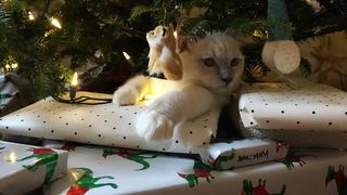 A cat under a christmas tree, lying on a pile of the best gifts for cat lovers