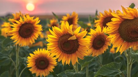 Yellow sunflower blooms at sunset