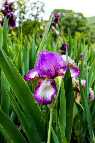 purple iris in border