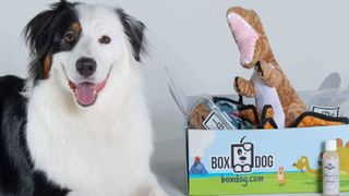 BoxDog dog subscription box