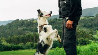 Dog jumping onhuman