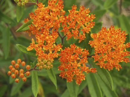 butterfly weed