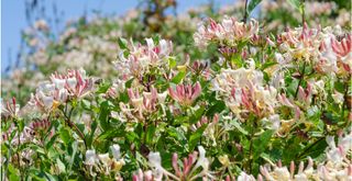 Summer flowering honeysuckle