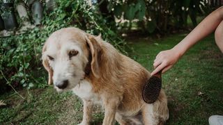 brushing short-haired dogs