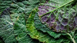 What are superfoods? Leafy greens