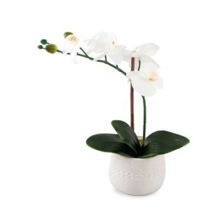 white flowering orchid in white pot