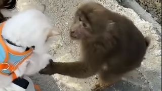 A macaque monkey kissing a cat