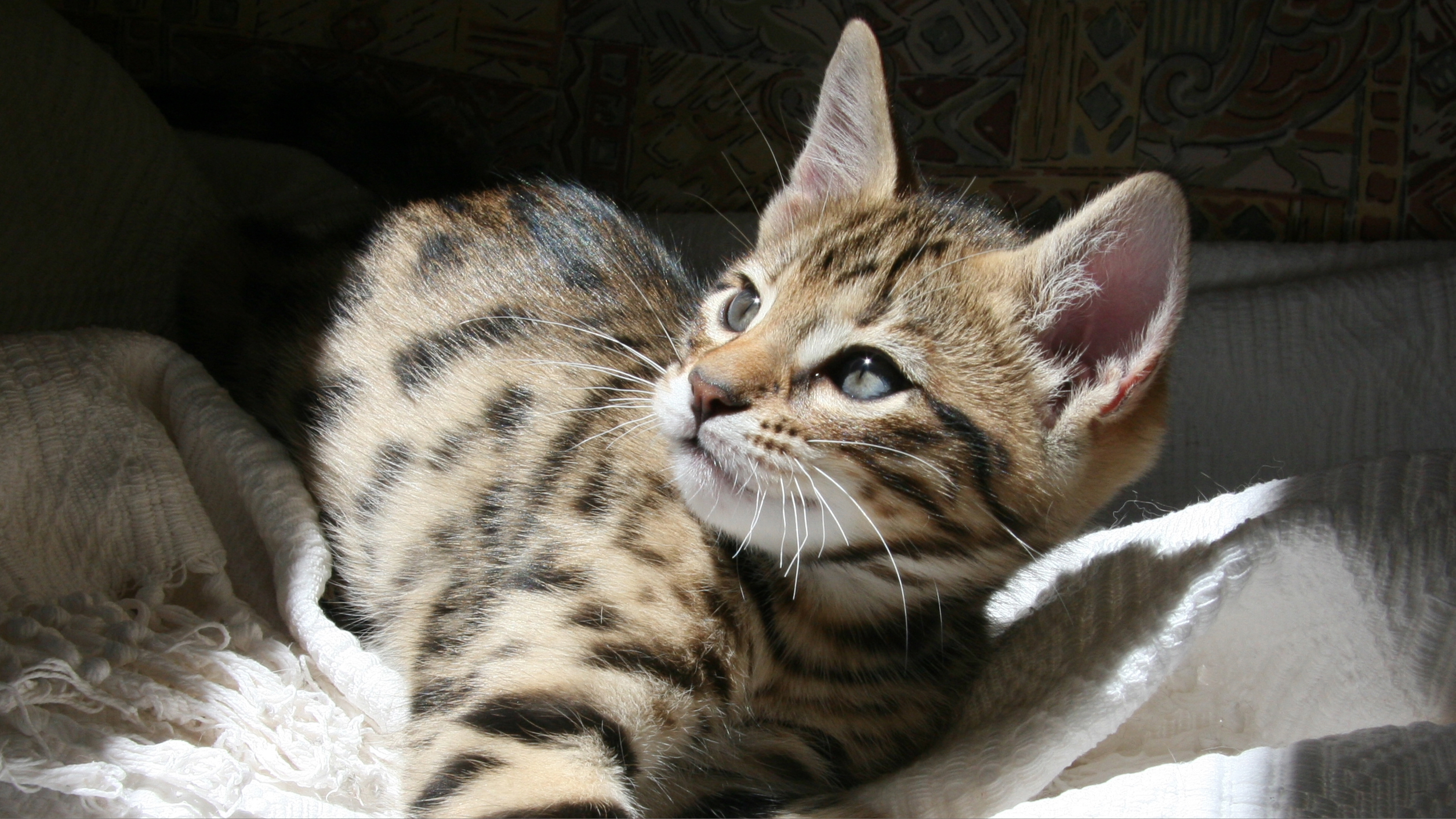 Cheetoh kitten