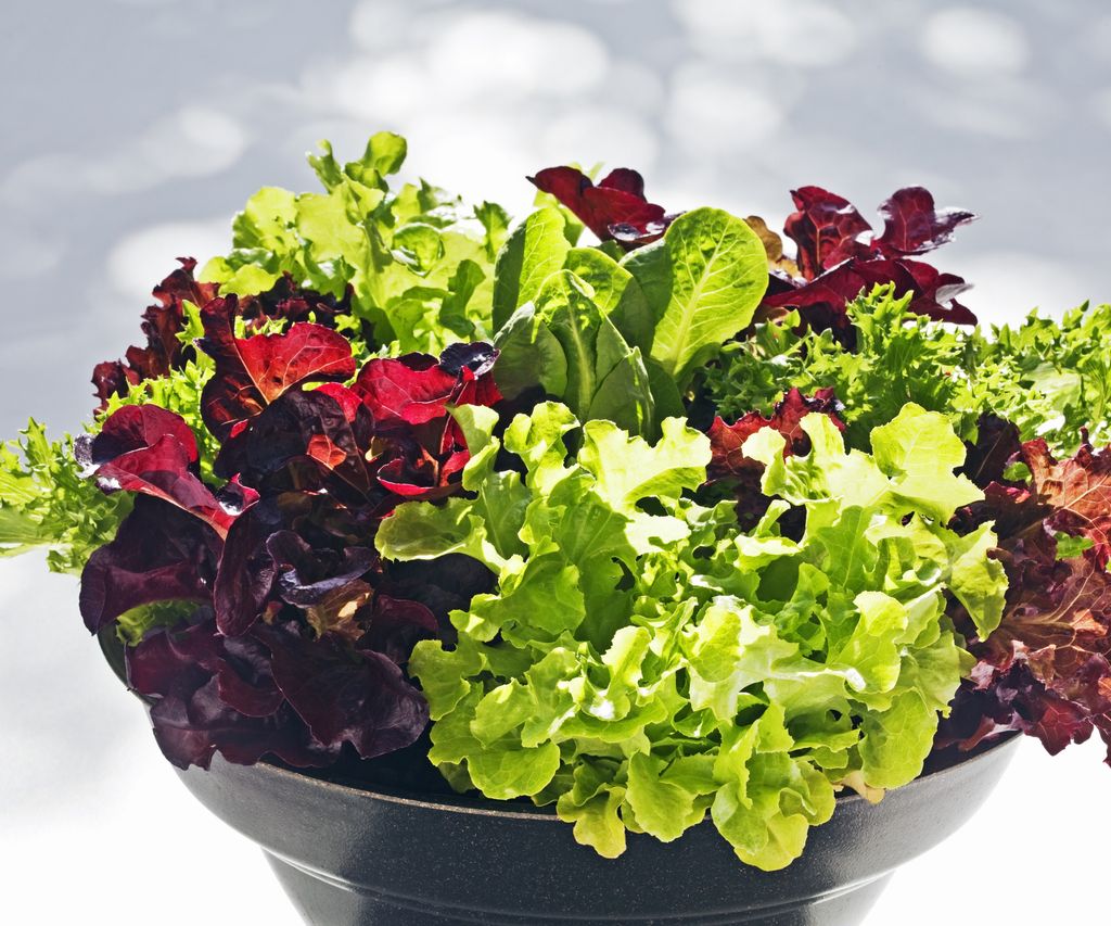 How to grow lettuce in pots expert tips for container crops Homes