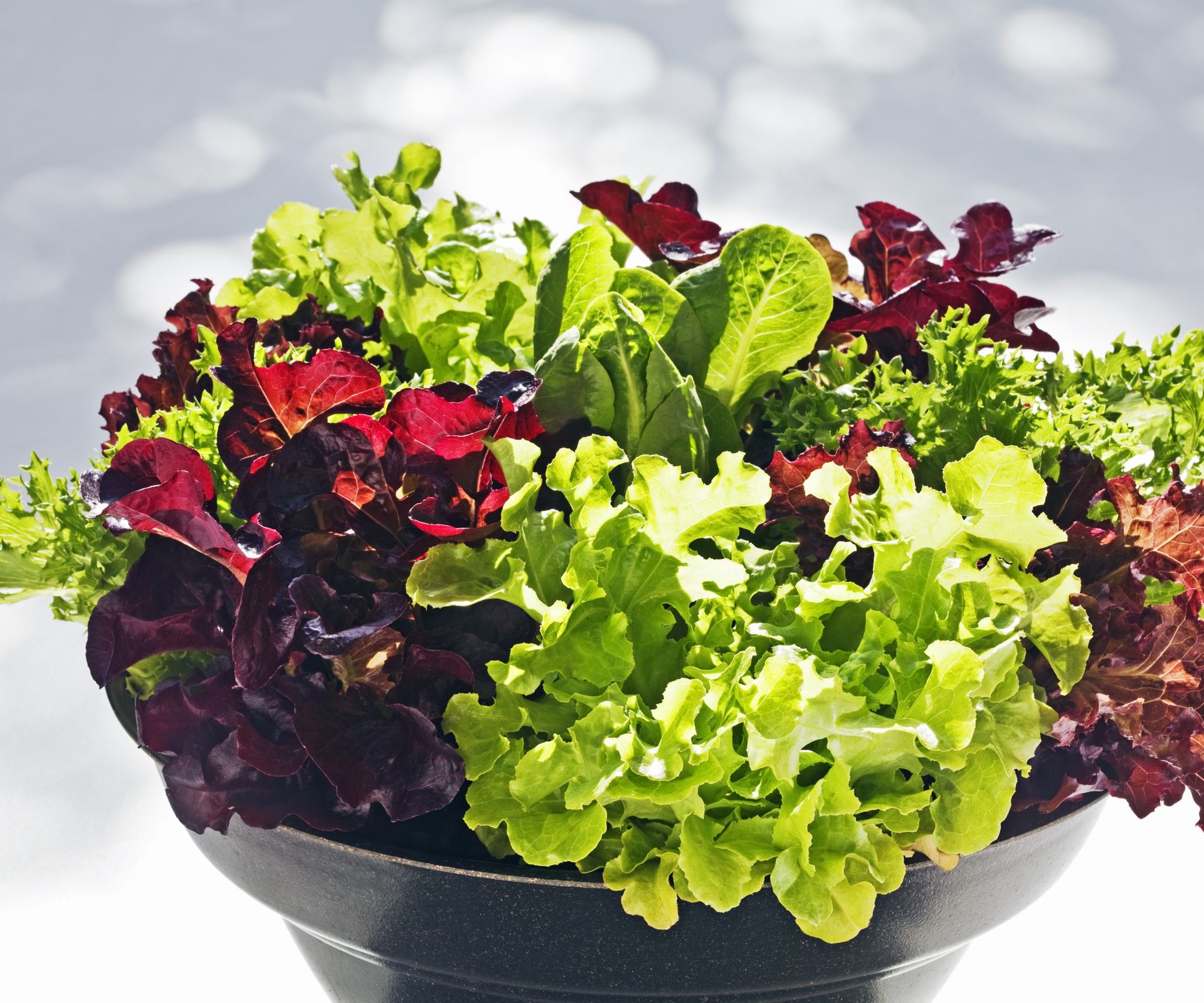 how-to-grow-lettuce-in-pots-expert-tips-for-container-crops-homes