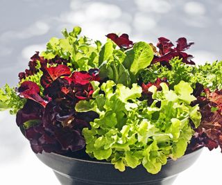 Red and green lettuces growing in a pot