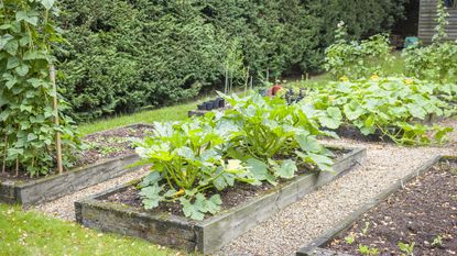Raised beds built in a gently sloping yard