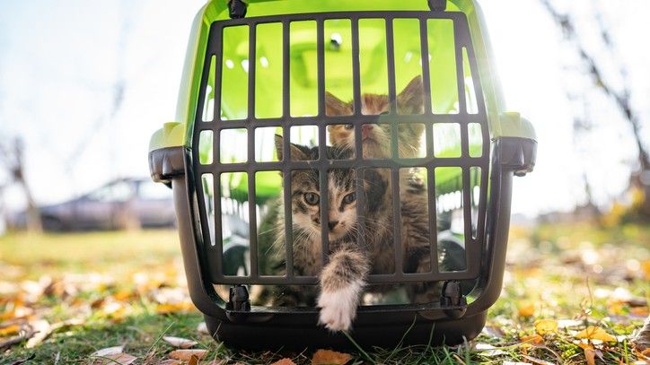 cats in a carrier