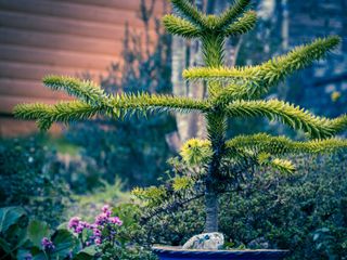 A monkey puzzle tree growing in a pot
