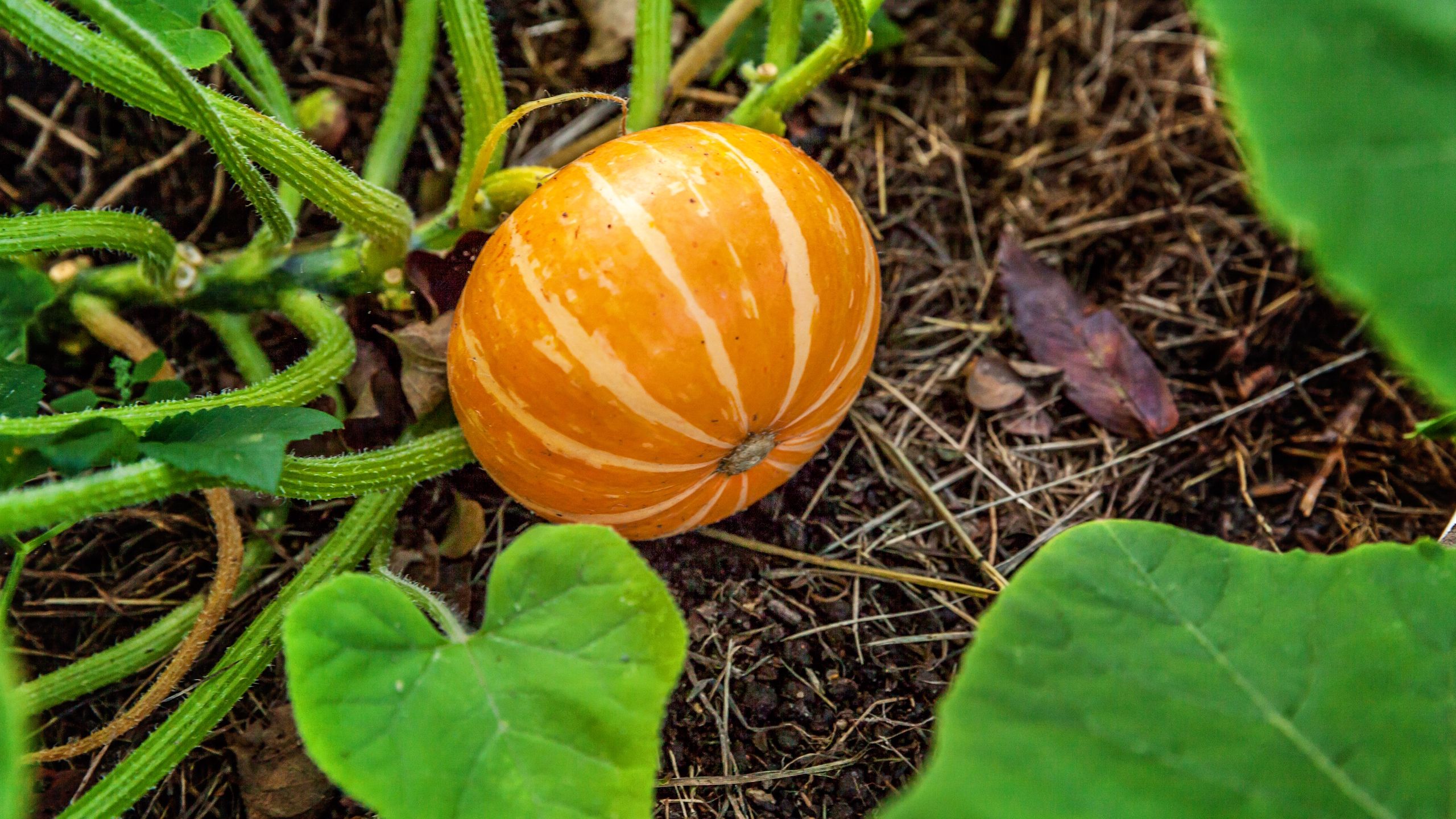 Your Pumpkins Need This to Ripen Fully on the Vine Before the Season Ends