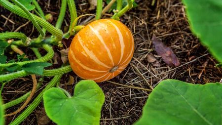 An orange pumpkin ripening on a garden bed surrounded by green foliage