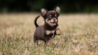 Long haired chihuahua puppy playing in field