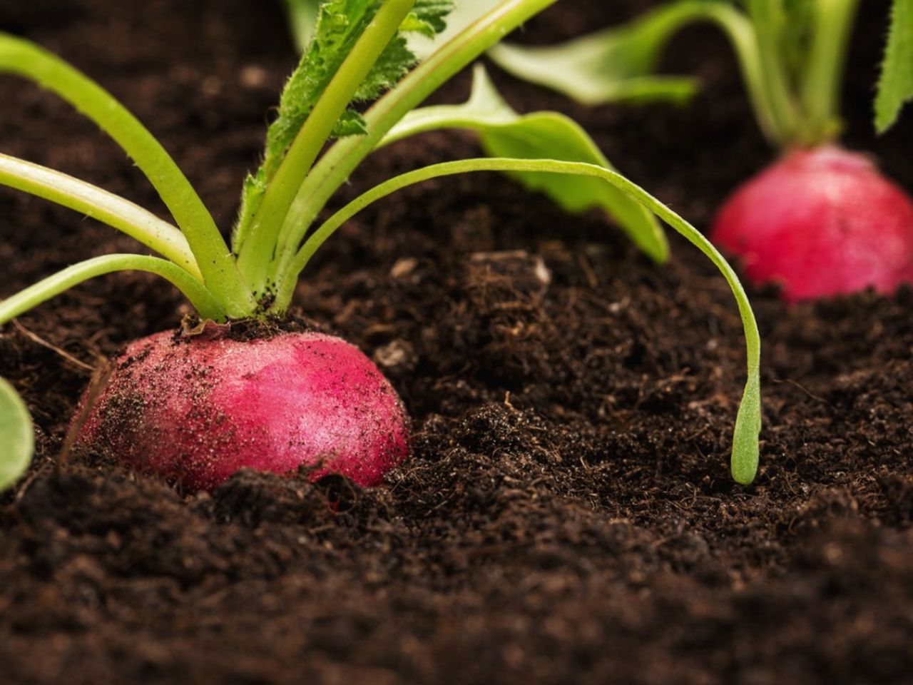 Radishes Growing In The Garden