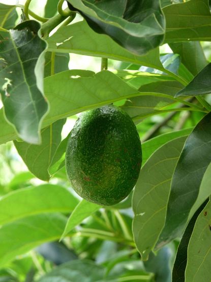 Green Avocado Growing on Tree