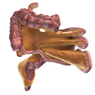The mesentery (yellow) connects the small and large intestines (pink).