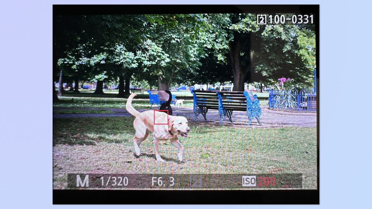 A screenshot of the Nikon Z5II monitor, showing a photo of a dog in image playback, with the focal point highlighted &mdash; the focal point is behind the dog's head.