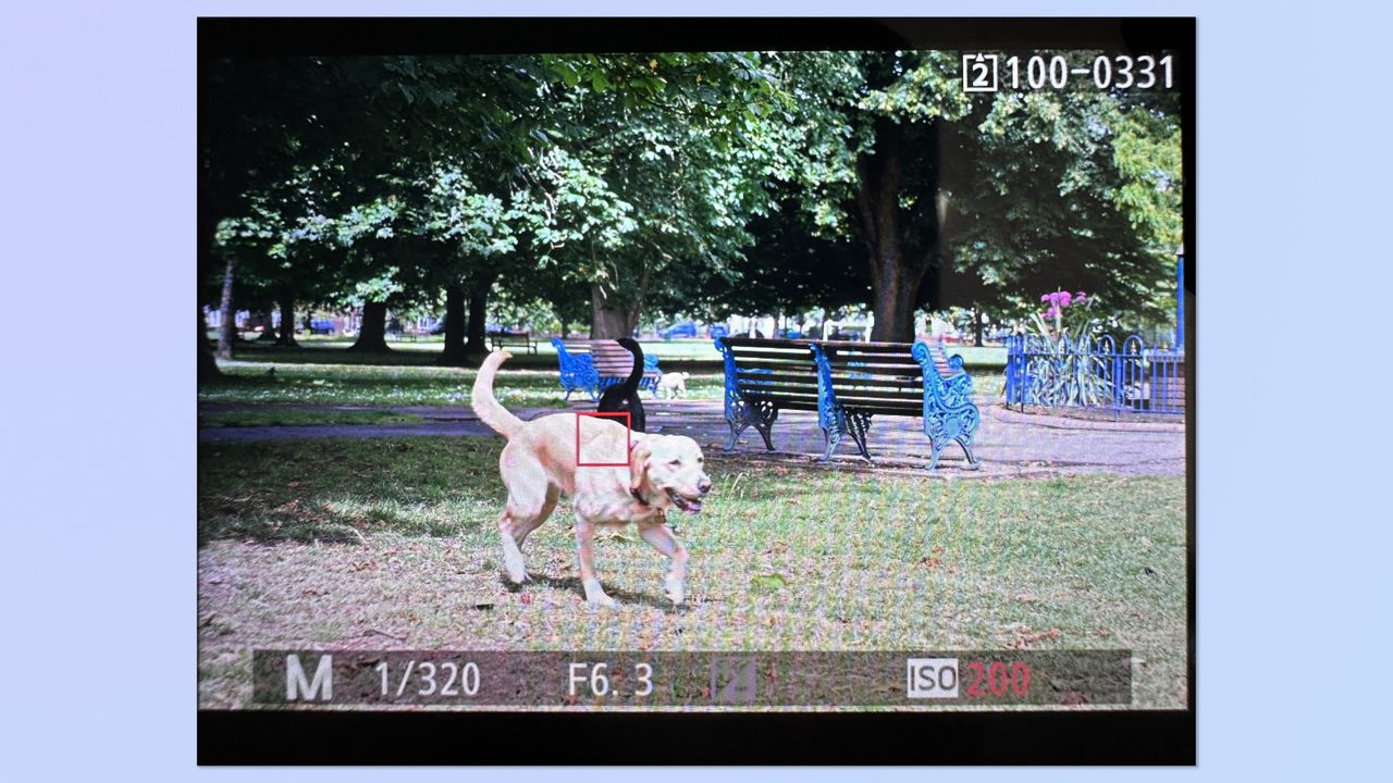 A screenshot of the Nikon Z5II monitor, showing a photo of a dog in image playback, with the focal point highlighted &mdash; the focal point is behind the dog's head.