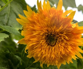 Sunflower 'Double Sunking'