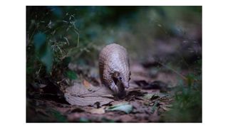 Photo of a white-bellied pangolin by Andy Skillen