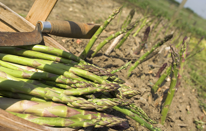 asparagus