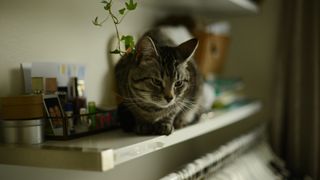 cat sitting on shelf