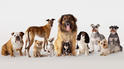 Dog breeds with longest and shortest life expectancy