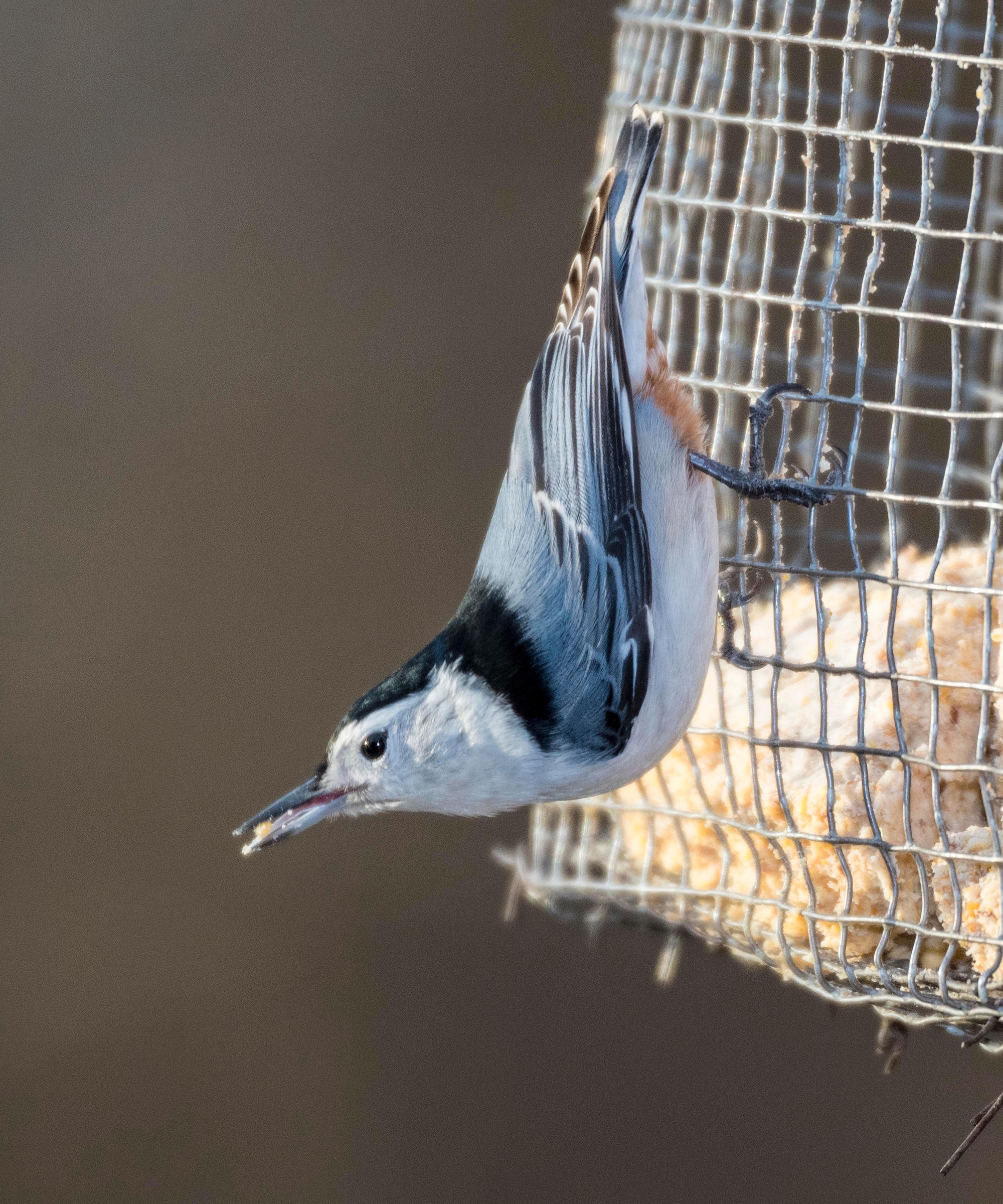 White Breasted Nuthatch on feeder