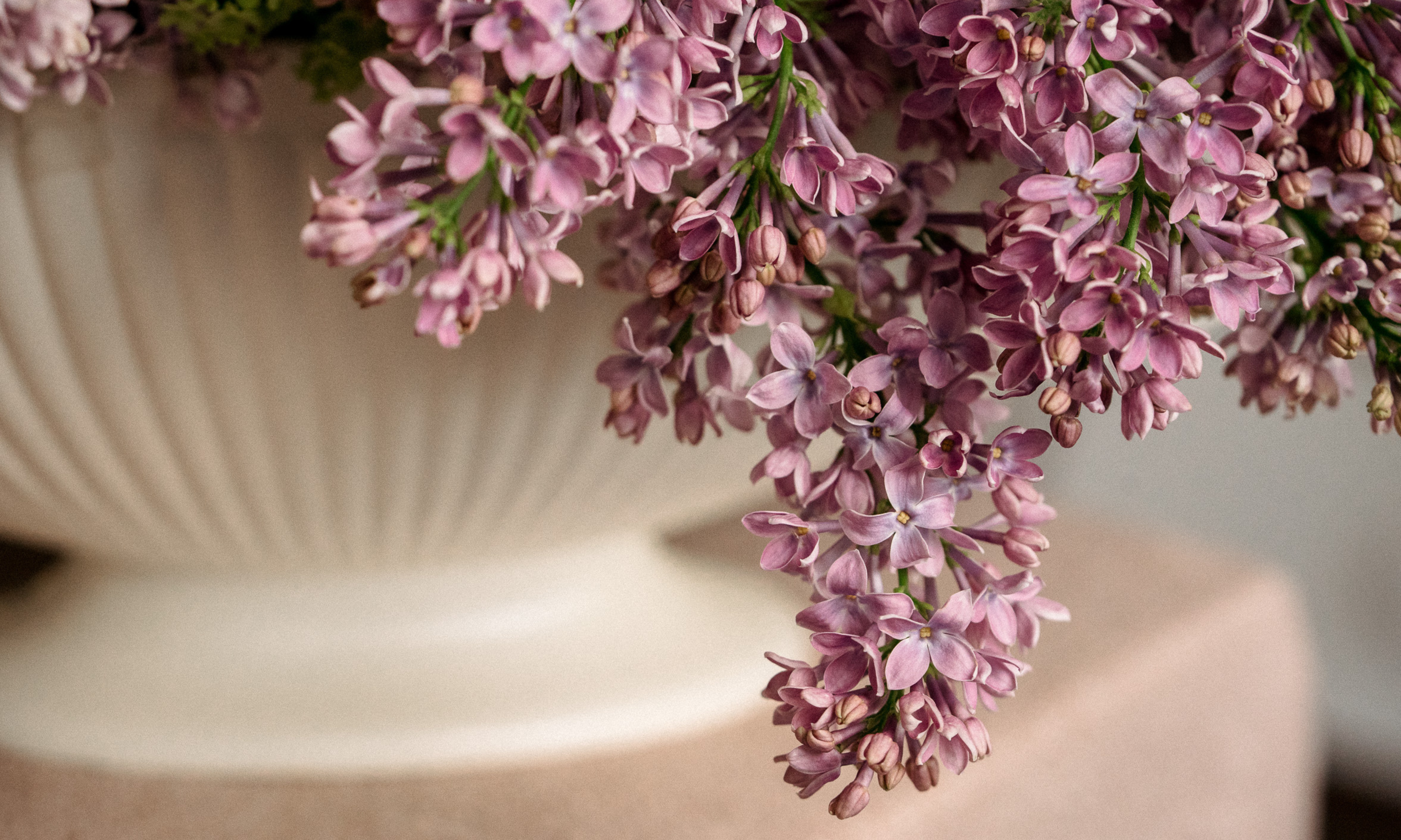 Purple lilac trailing alongside white vintage boat vase, close-up