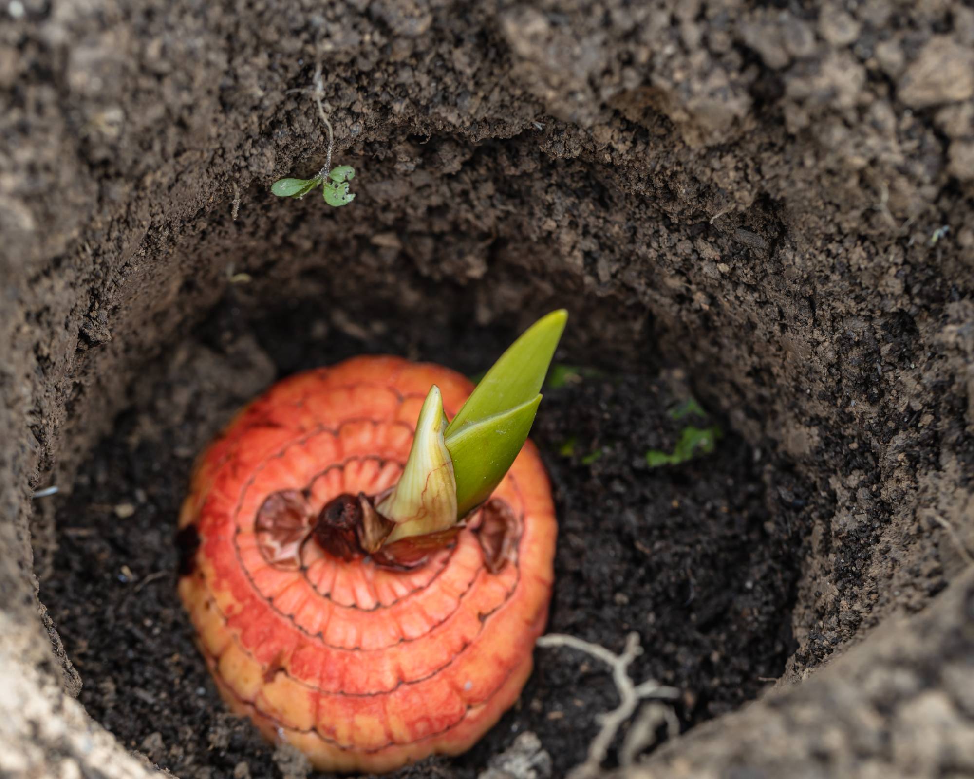 planting gladiolus corm